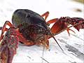 Guy Fanguy - Artist - Photographer - Guy Fanguy - Crawfish - Louisiana (3).jpg Size: 58595 - 6